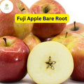 Live Fuji Apple Tree (Malus domestica) 2-3 Ft Tall, Fruit-Bearing, Sweet & Juicy, Perfect for Home Orchards & Gardens