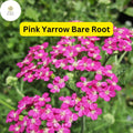 Pink Yarrow Perennial Bare Root Plant – Achillea millefolium, Drought-Tolerant, Pollinator-Friendly, Garden Border, Flower Bed