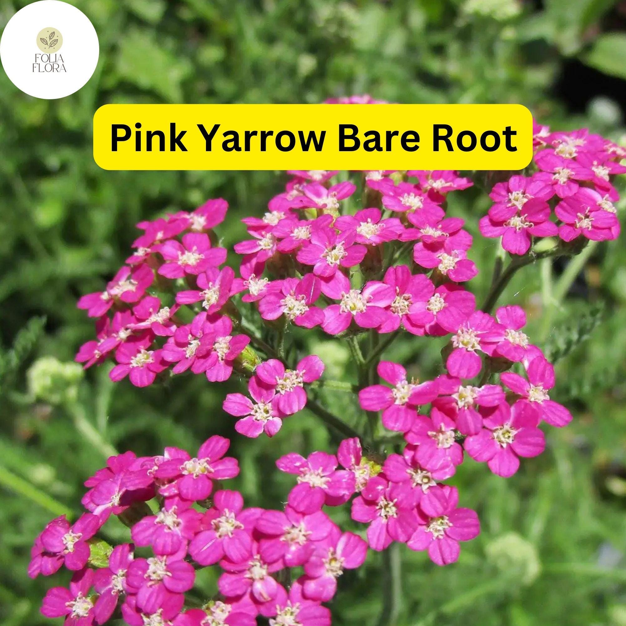Pink Yarrow Perennial Bare Root Plant – Achillea millefolium, Drought-Tolerant, Pollinator-Friendly, Garden Border, Flower Bed