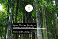 Giant Timber Bamboo Cuttings | Clumping, Fast-Growing Privacy Screen | Bambusa oldhamii Live Plant