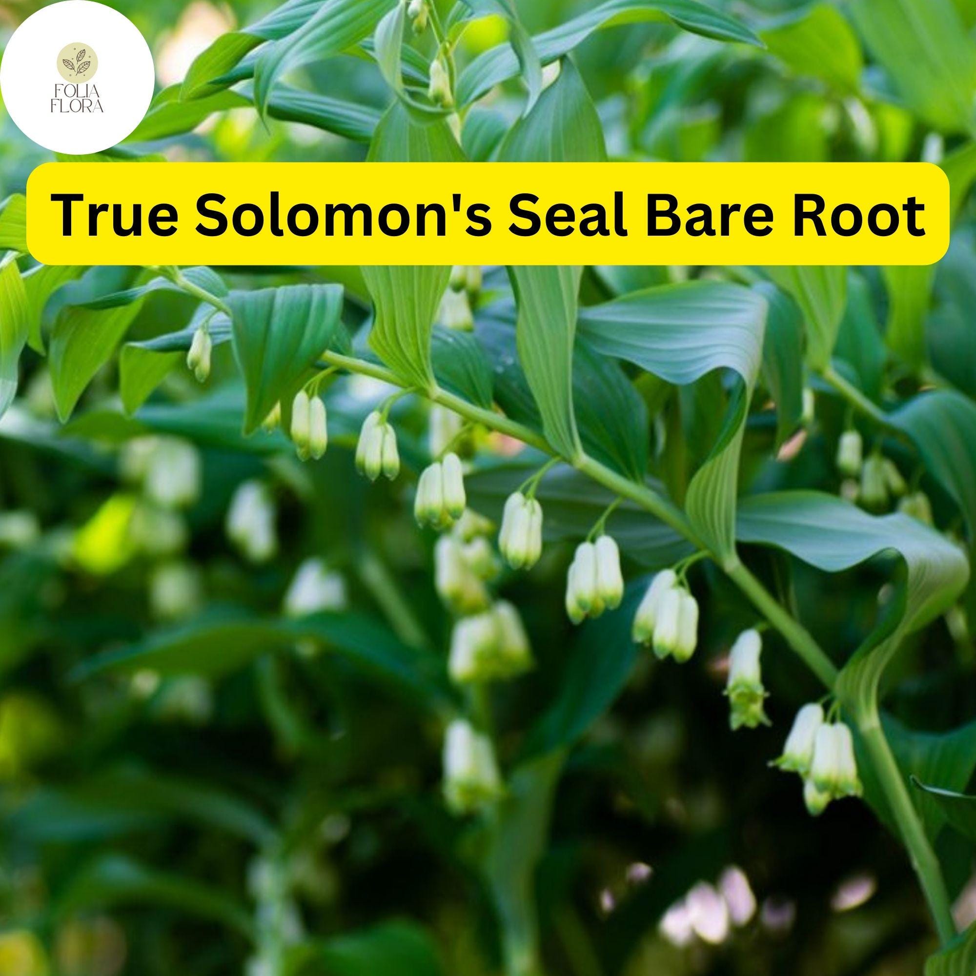 True Solomon's Seal Plants, Polygonatum biflorum, Bare Root Perennials, Shade-Loving Wildflowers for Woodland Gardens