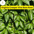 Virginia Creeper Vines Bare Root Perennials, Parthenocissus quinquefolia, Fast-Growing Climber for Walls & Fences