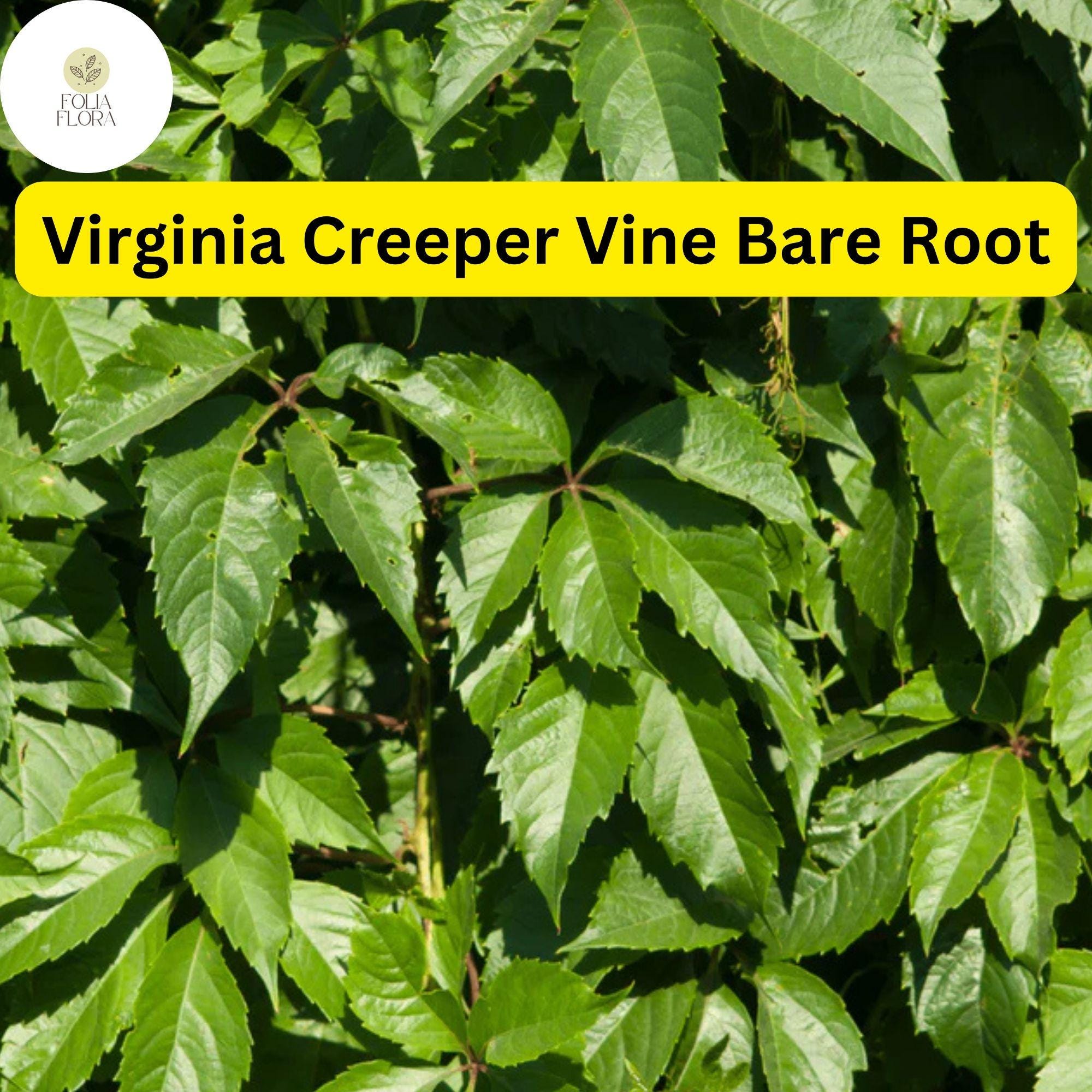Virginia Creeper Vines Bare Root Perennials, Parthenocissus quinquefolia, Fast-Growing Climber for Walls & Fences