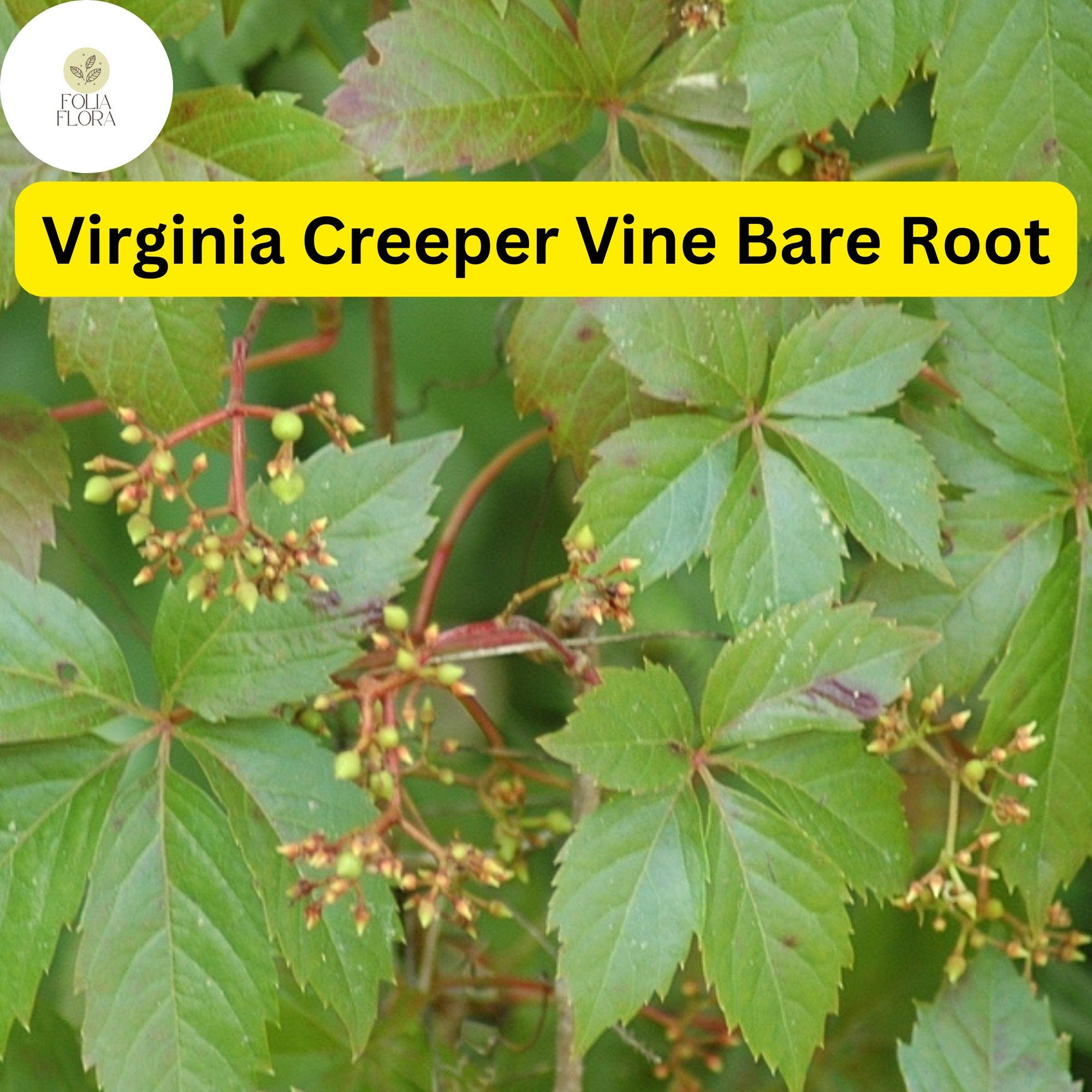5 Virginia Creeper Vines Parthenocissus quinquefolia Bare Root Climbing Plants Fast-Growing Green to Red Foliage