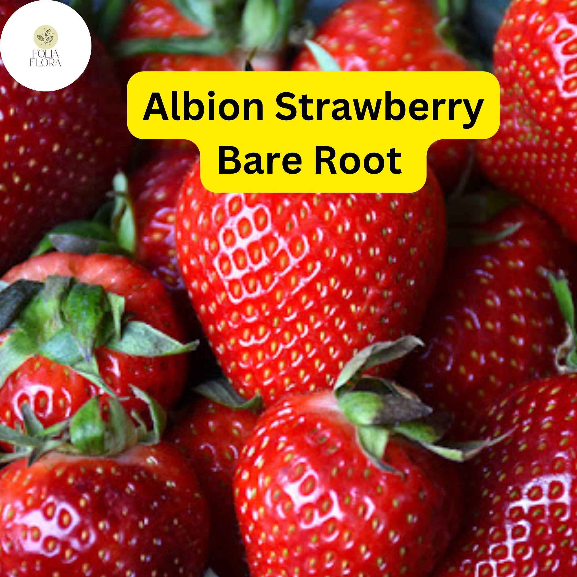 Albion Everbearing Strawberry Plants – 15 Bare Root, High-Yield, Disease-Resistant, Large Sweet Berries, Full Sun, Zones 4-9