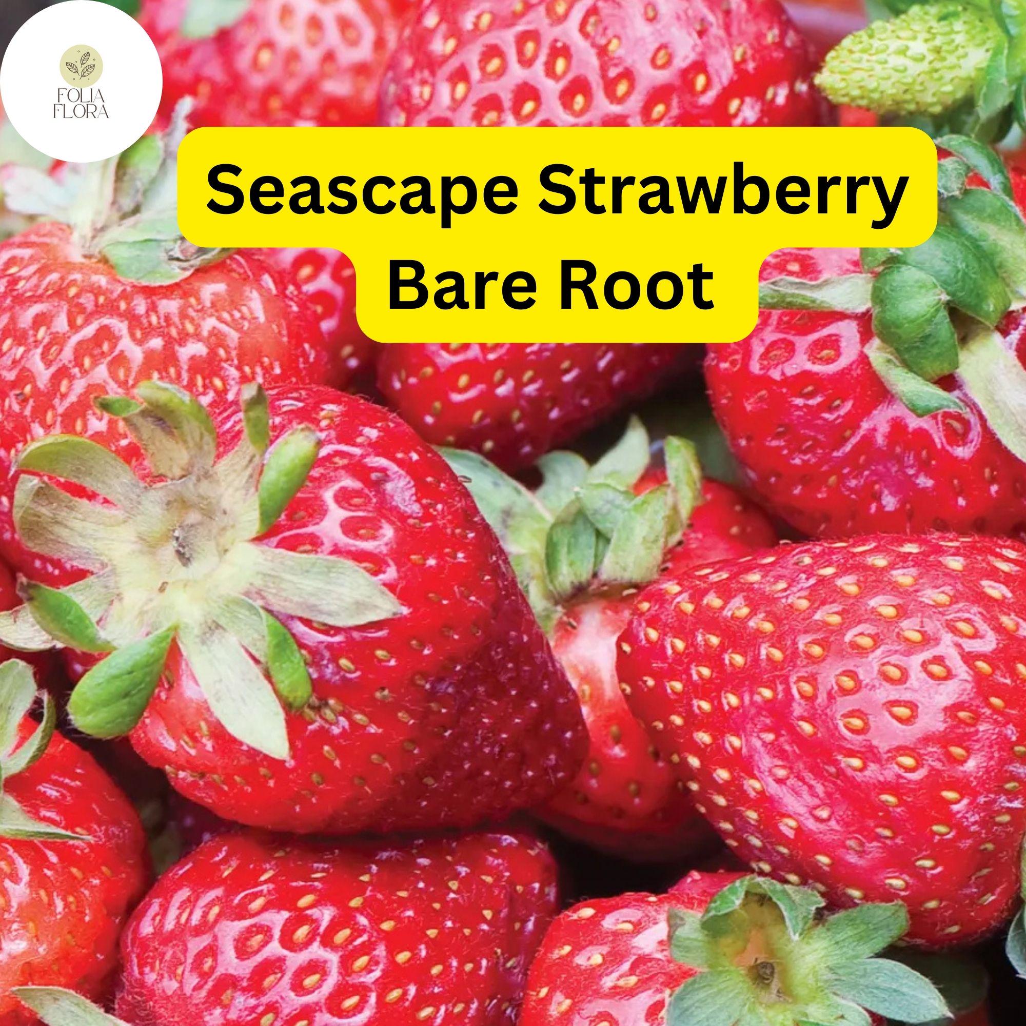Bare Root Strawberry Plants - Seascape Everbearing, Juicy Berries, Zones 4-9