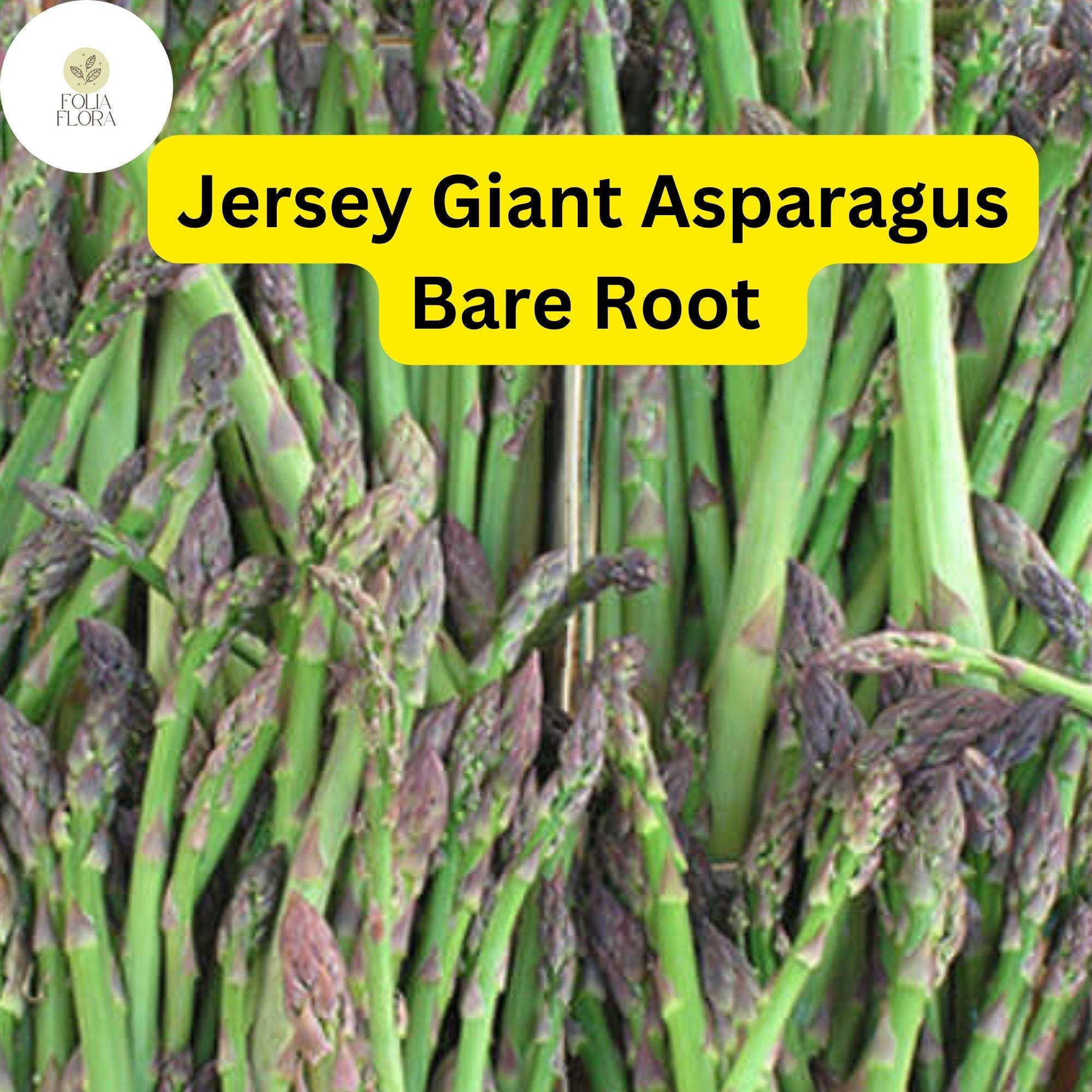 Green Jersey Giant Asparagus Bare Root Plants - 2-Year Crowns, High-Yield, Disease-Resistant, Perennial, Asparagus officinalis