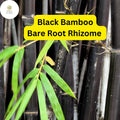 Black Bamboo Live Plant, Multi-Cane Ornamental Privacy Screen, Phyllostachys nigra, Fast-Growing Clumping Bamboo