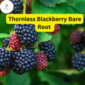 Triple Crown Thornless Blackberry Plants Bare Root – High Yield, Disease-Resistant, Fruit-Bearing Rubus fruticosus