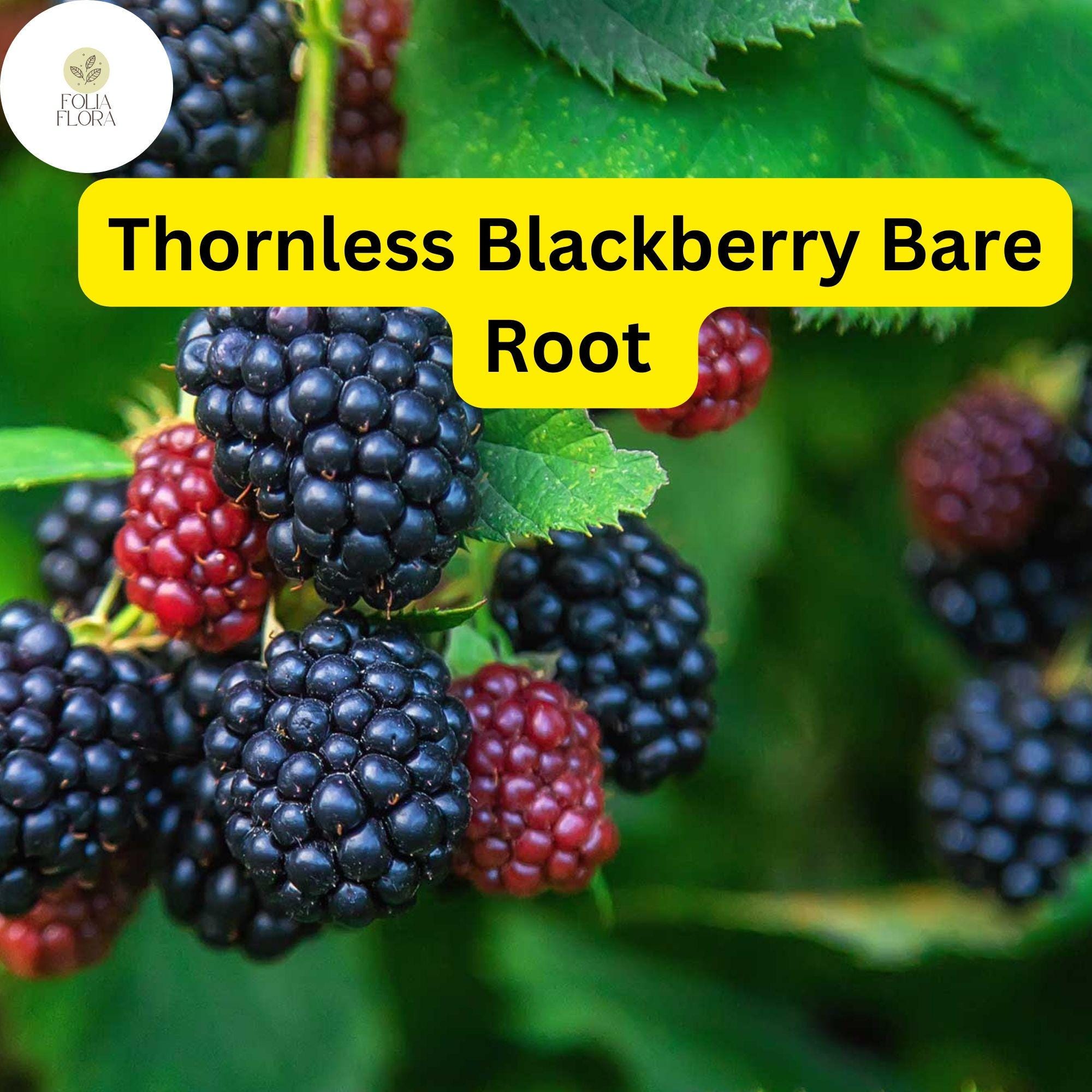 Triple Crown Thornless Blackberry Plants Bare Root – High Yield, Disease-Resistant, Fruit-Bearing Rubus fruticosus