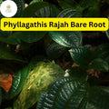Live Phyllagathis rajah Bare Root Plant – Rare Tropical Foliage for Terrariums & Indoor Gardens