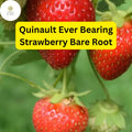 Quinault Ever Bearing Strawberry Plants - 25 Bare-Root Fragaria × ananassa for Continuous Harvest, High-Yield, Easy to Grow