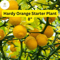 Live Hardy Orange Tree 8-Inch Poncirus trifoliata Citrus for Landscaping, Hedging, and Ornamental Fruit