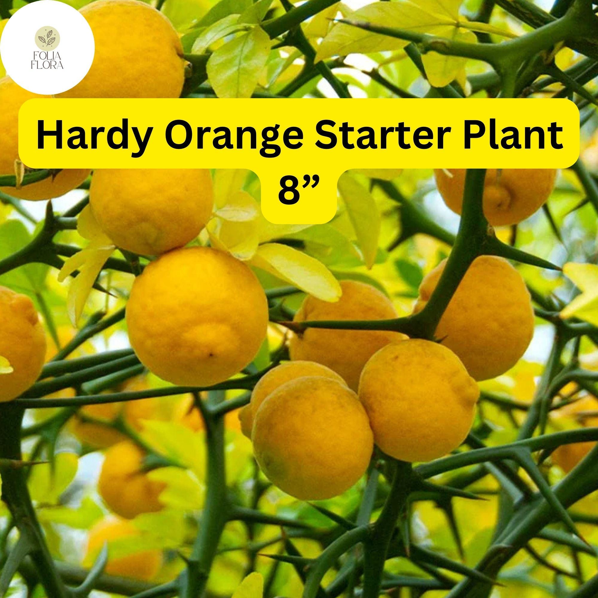Live Hardy Orange Tree 8-Inch Poncirus trifoliata Citrus for Landscaping, Hedging, and Ornamental Fruit