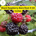 Mysore Black Raspberry Plant Bare Root Starter 4-10 Inches Rubus niveus Edible Fruit Pollinator-Friendly