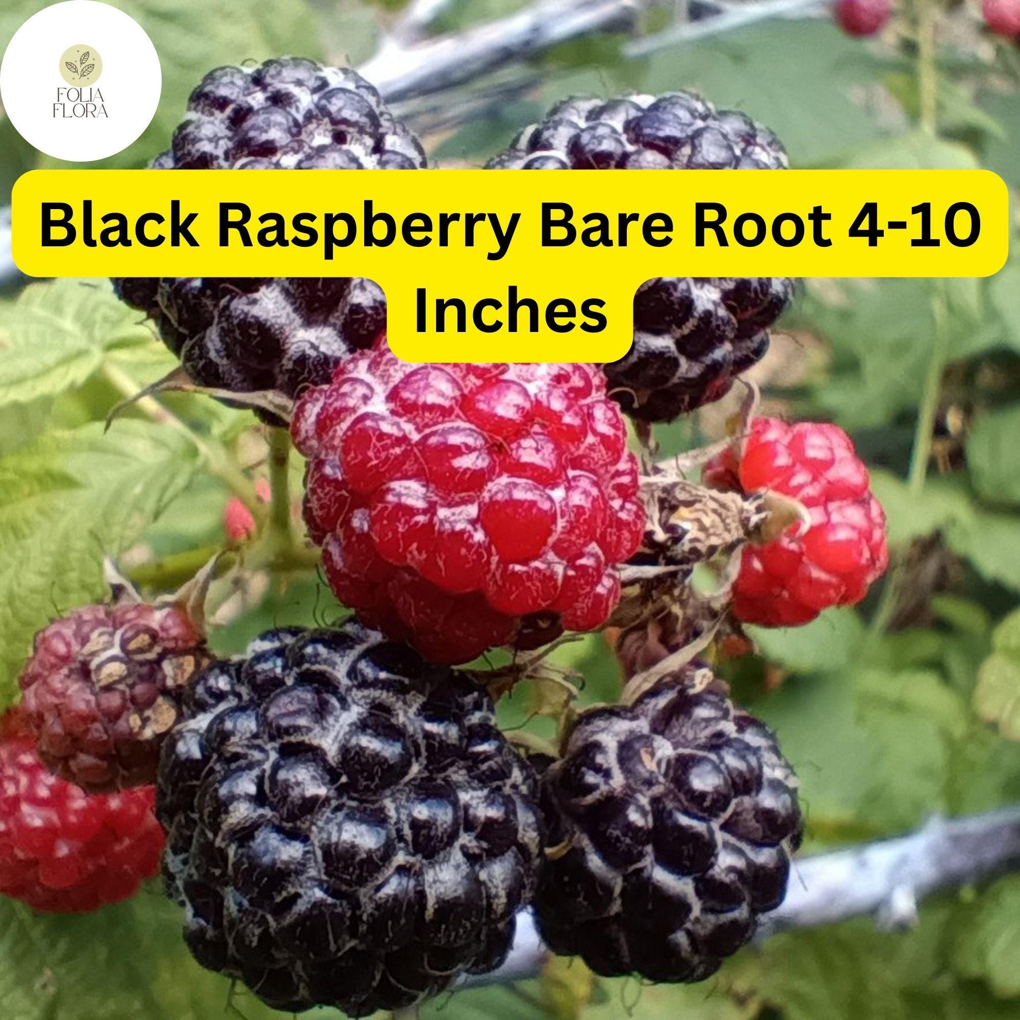 Mysore Black Raspberry Plant Bare Root Starter 4-10 Inches Rubus niveus Edible Fruit Pollinator-Friendly