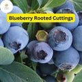Blueberry Plant Rooted Cutting, Live Bare Root Starter, Vaccinium spp., Edible Fruit, Compact Growth, Easy to Grow