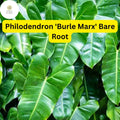 Philodendron Burle Marx Live Plant Bare Root Tropical Houseplant Green Foliage