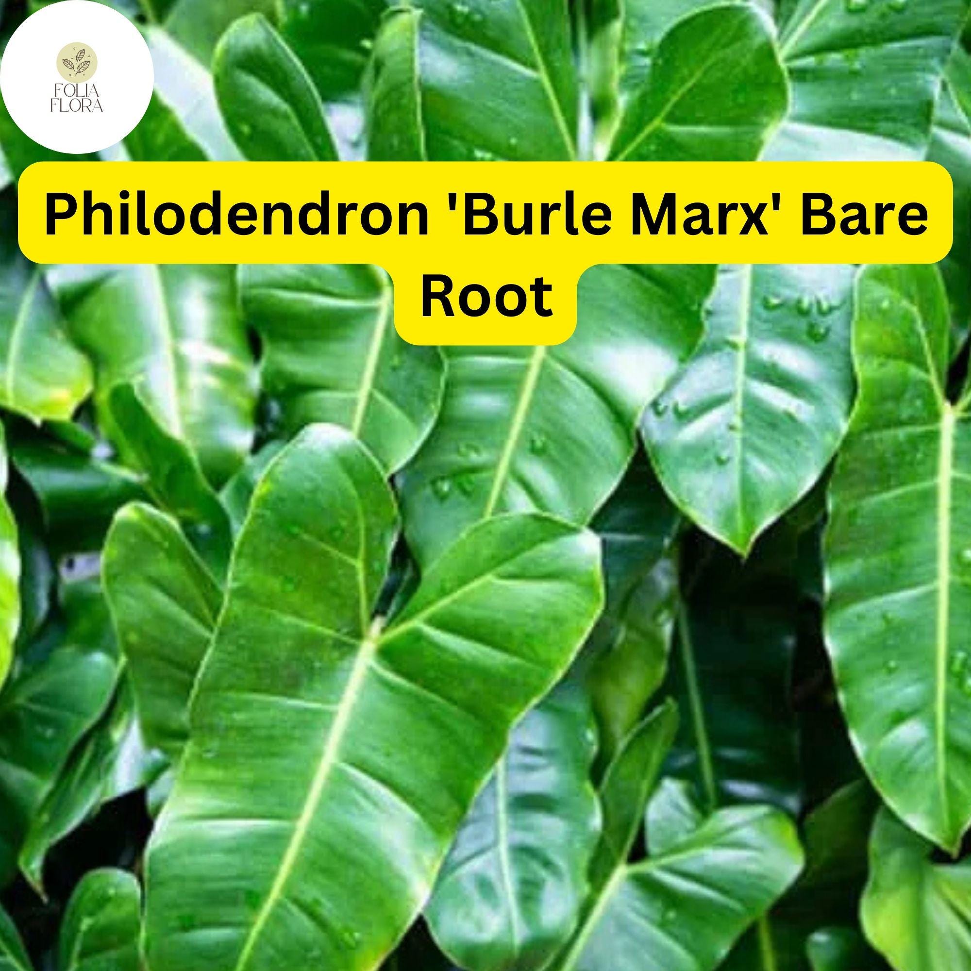 Philodendron Burle Marx Live Plant Bare Root Tropical Houseplant Green Foliage