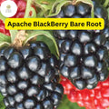 Live Bare Root Apache Thornless Blackberry Plant | High-Yield Rubus Fruit Starter