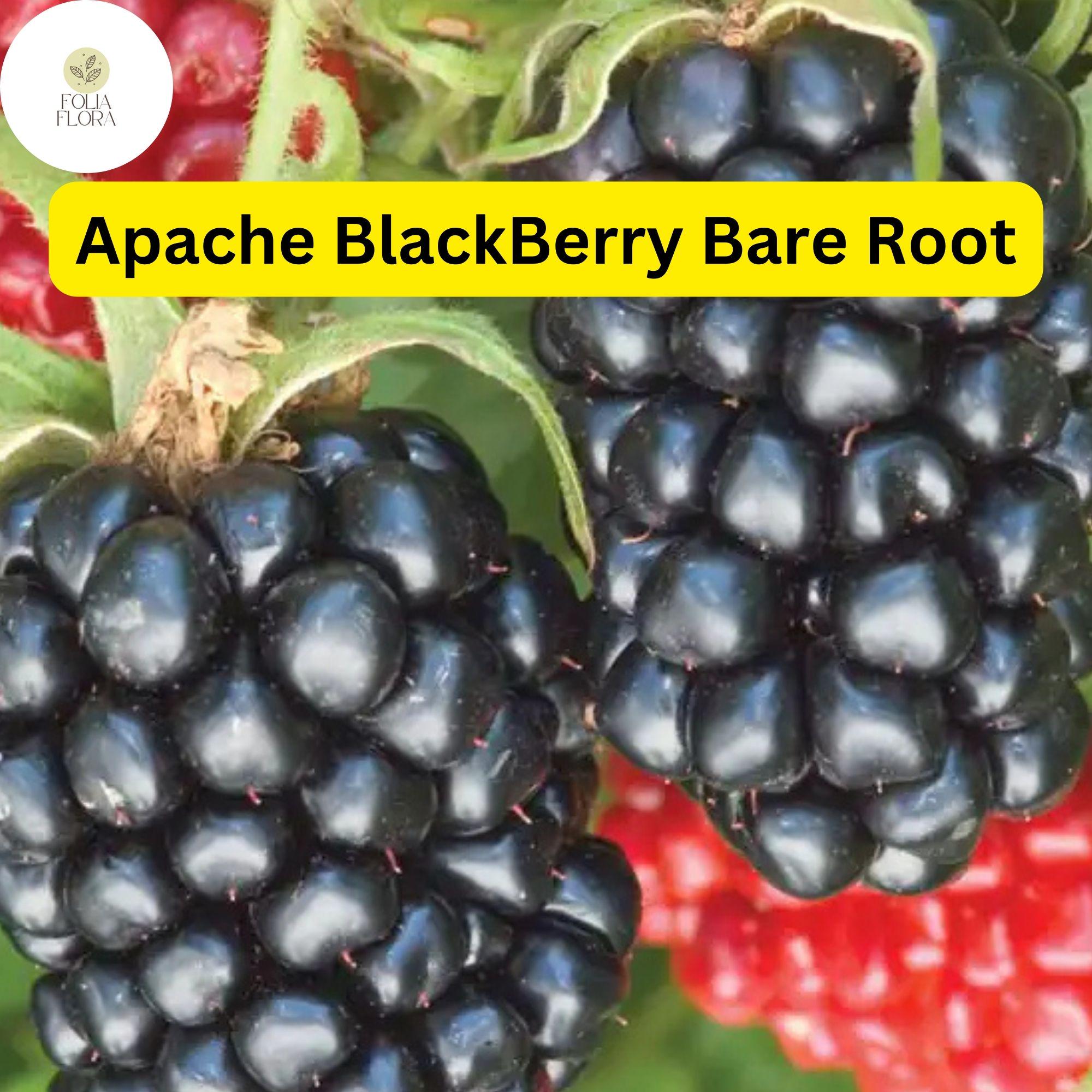 Live Bare Root Apache Thornless Blackberry Plant | High-Yield Rubus Fruit Starter