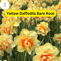 Live Perennial Bare Root Yellow Daffodils (Narcissus) Bulbs – Bright Spring Flowers for Borders & Gardens