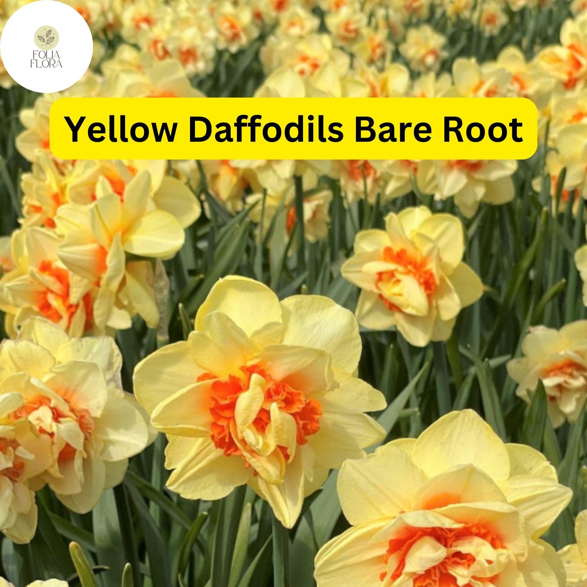 Live Perennial Bare Root Yellow Daffodils (Narcissus) Bulbs – Bright Spring Flowers for Borders & Gardens