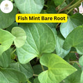 15 Live Fish Mint Plants, Houttuynia cordata, Perennial Ground Cover, Edible Herb, Asian Cuisine, Low-Maintenance