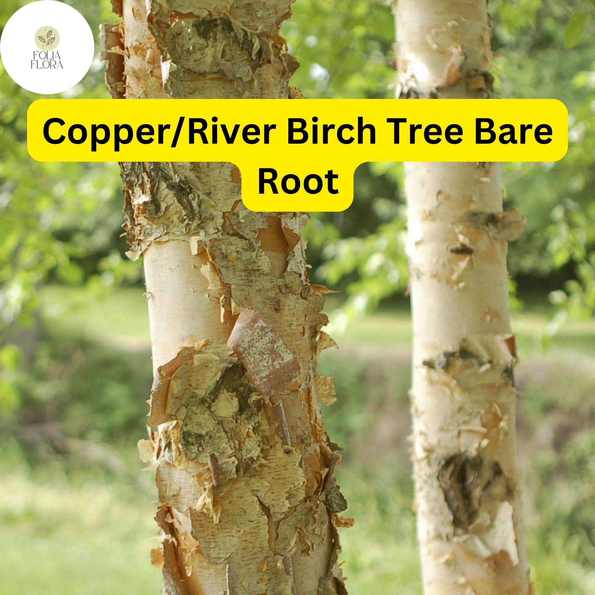 Live Copper River Birch Tree, 2-3 ft Ornamental Shade Tree Betula nigra with Peeling Copper Bark