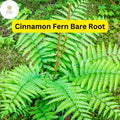 Bare Root Cinnamon Fern Plants, Hardy Perennial, Shade Garden, Osmunda cinnamomea, Moist Soil, Native Ferns, Woodland Garden