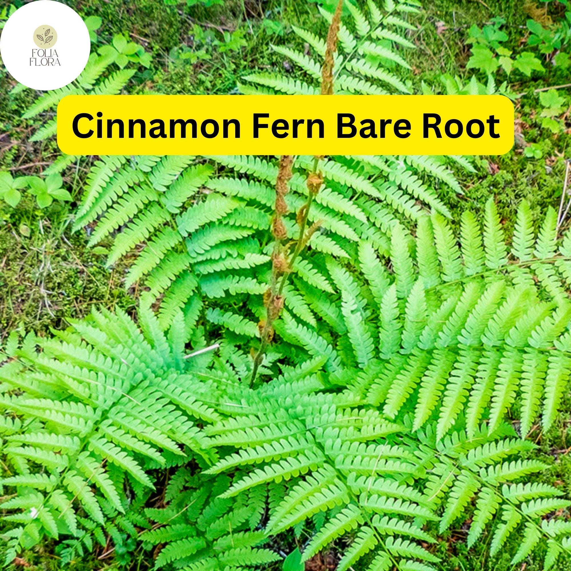 Bare Root Cinnamon Fern Plants, Hardy Perennial, Shade Garden, Osmunda cinnamomea, Moist Soil, Native Ferns, Woodland Garden