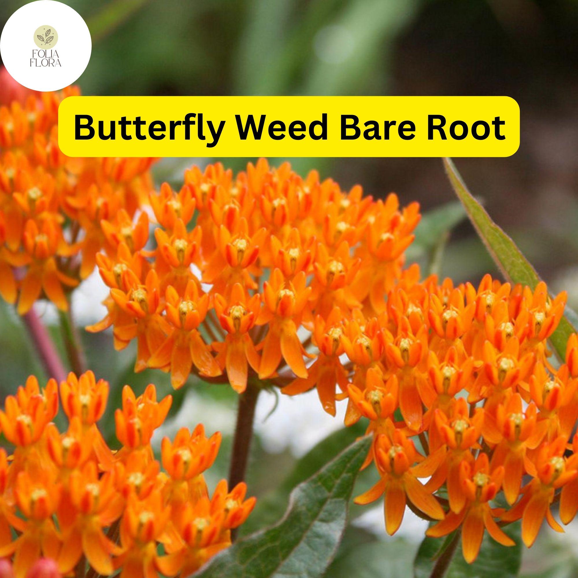 Butterfly Weed Plants, 3 Bare Root Asclepias tuberosa, Monarch Butterfly Nectar, Perennial Flowering Plant