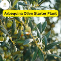 Live Arbequina Olive Tree - Edible Container Plant, 10-15 Inches, Mediterranean Olive, Olea europaea