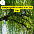 Weeping Willow Tree Live Bare Root Plant 2-3 Feet Tall, Fast-Growing Ornamental Salix babylonica