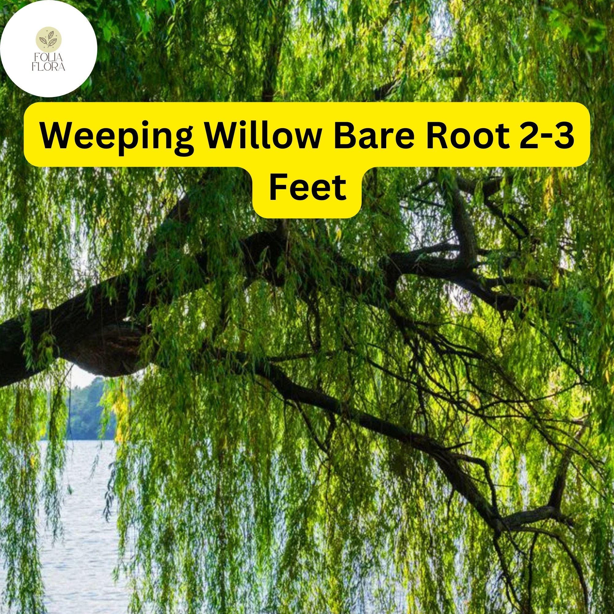 Weeping Willow Tree Live Bare Root Plant 2-3 Feet Tall, Fast-Growing Ornamental Salix babylonica