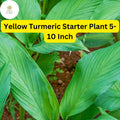 Yellow Turmeric Live Plant, 5-10 Inch Curcuma longa, Edible Ornamental Flowering Ginger Root