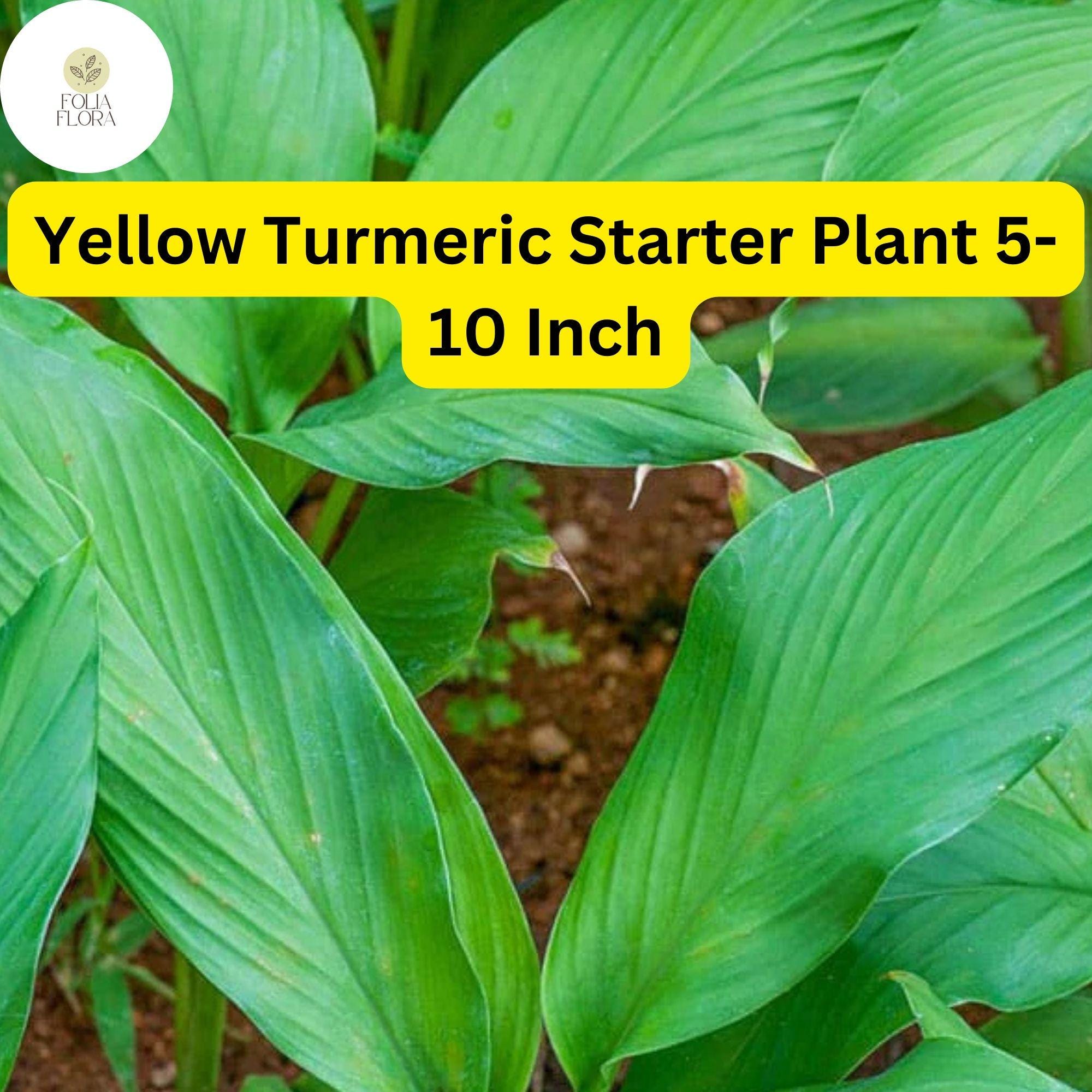 Yellow Turmeric Live Plant, 5-10 Inch Curcuma longa, Edible Ornamental Flowering Ginger Root