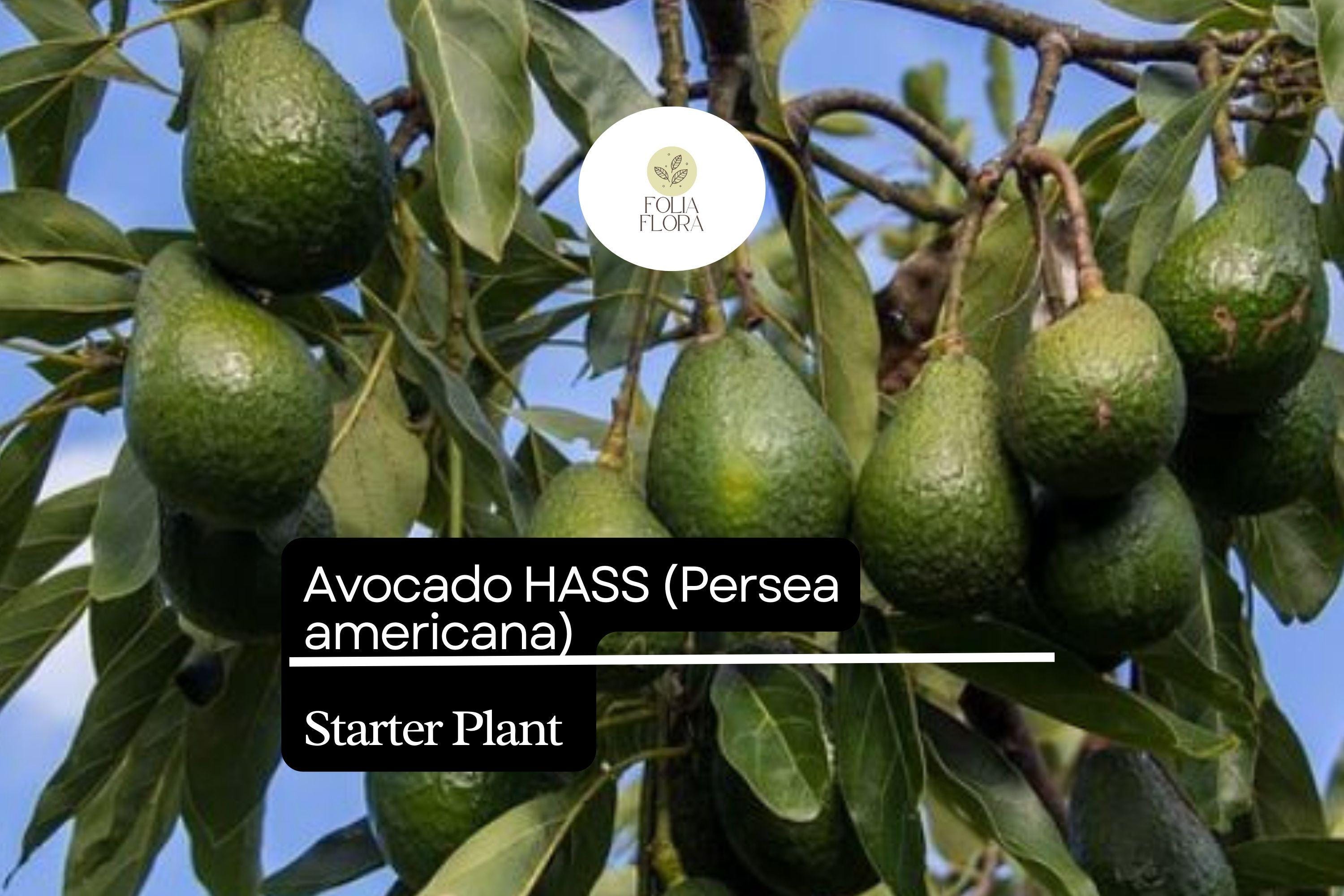 Avocado Tree Starter Plant Hass (Persea americana) Live Tropical Fruit Tree 12-24 Inches