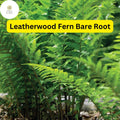 Leatherwood Fern Bare Root Plants – Native Woodland Ferns, Evergreen Fronds, Shade-Tolerant, Dryopteris marginalis, Set of 3