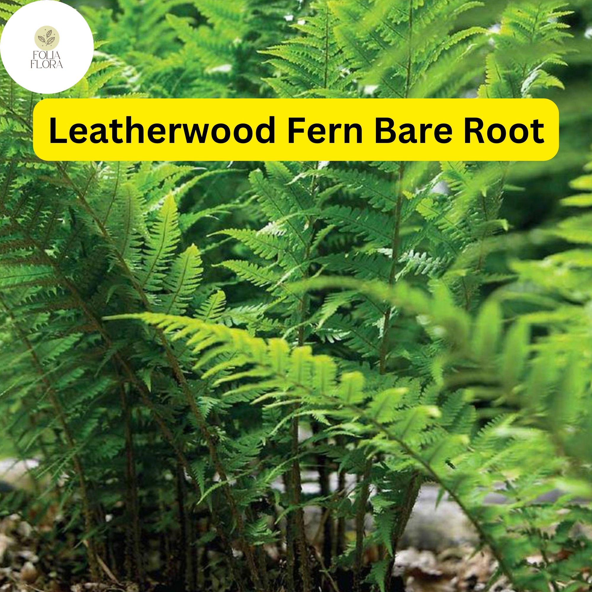 Leatherwood Fern Bare Root Plants – Native Woodland Ferns, Evergreen Fronds, Shade-Tolerant, Dryopteris marginalis, Set of 3