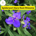 25 Spiderwort Plants (Tradescantia) Bare Root Rhizomes, Purple Flowers, Perennial, Pollinator-Friendly Garden Plants