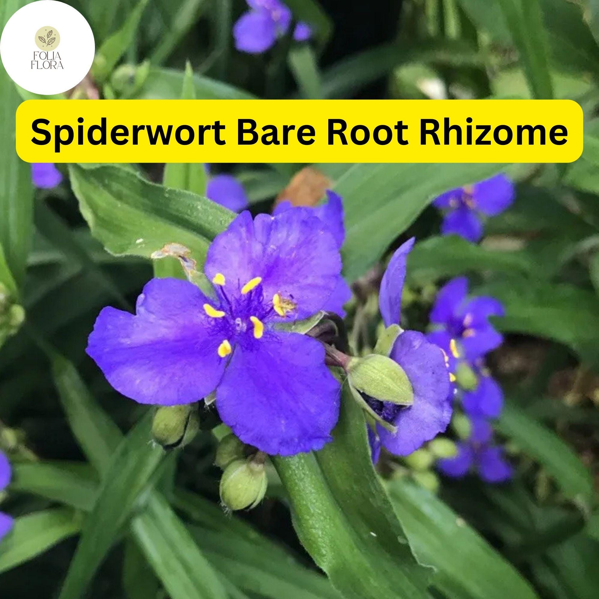 25 Spiderwort Plants (Tradescantia) Bare Root Rhizomes, Purple Flowers, Perennial, Pollinator-Friendly Garden Plants