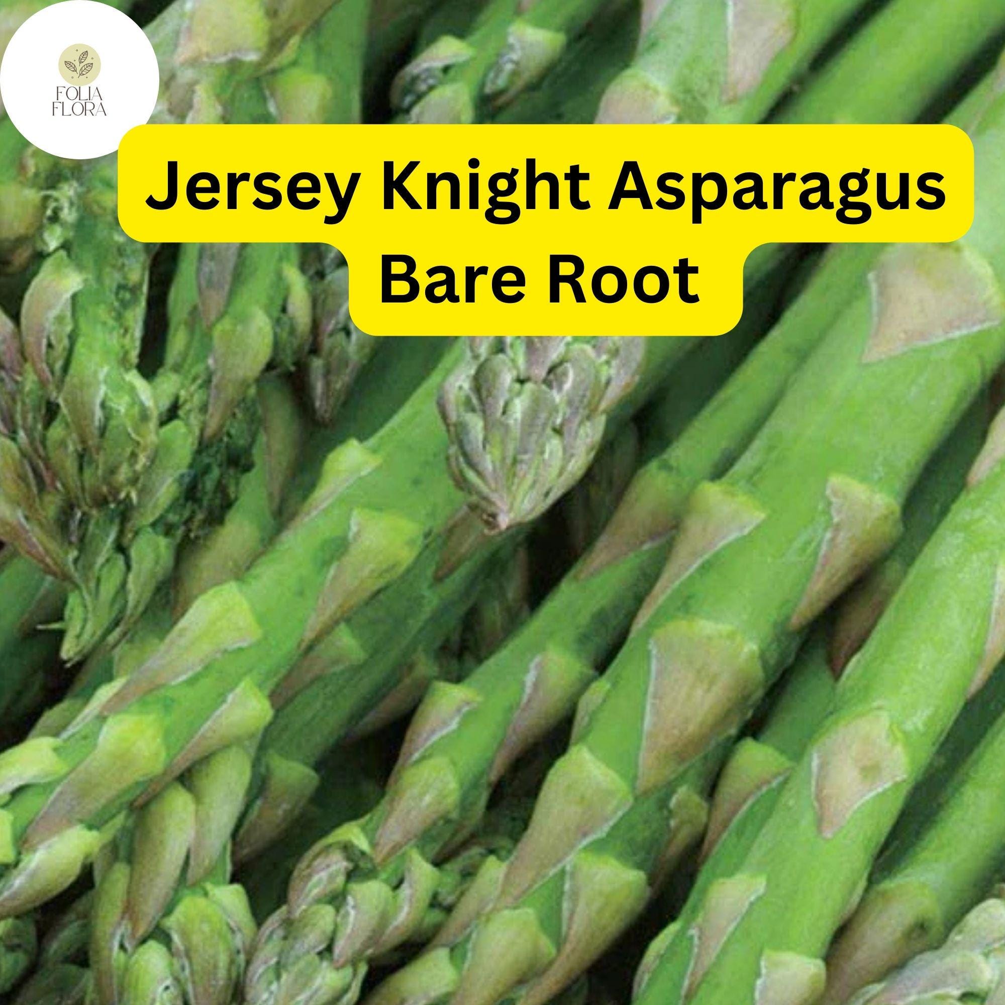 10 Green Jersey Knight Asparagus Bare Root Crowns – High-Yield Perennial, Disease-Resistant, 2-Year-Old Planting Material