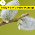 Fresh Pussy Willow Cuttings, Unrooted Salix discolor, Silvery Catkins, Easy to Root for Garden, Landscaping, Privacy Screen