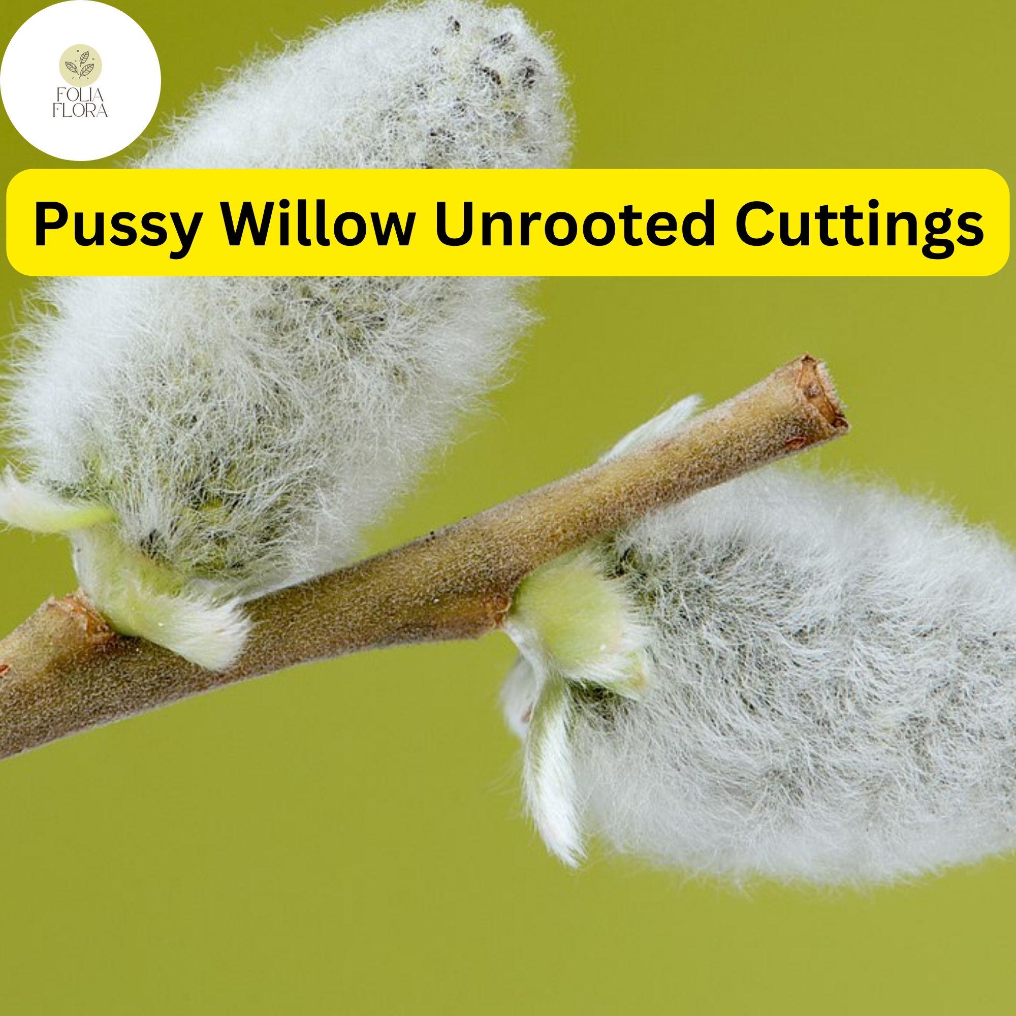 Fresh Pussy Willow Cuttings, Unrooted Salix discolor, Silvery Catkins, Easy to Root for Garden, Landscaping, Privacy Screen