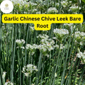 30 Bare Root Garlic Chives Live Plants, Allium tuberosum, Herb Garden, Edible, Pollinator-Friendly