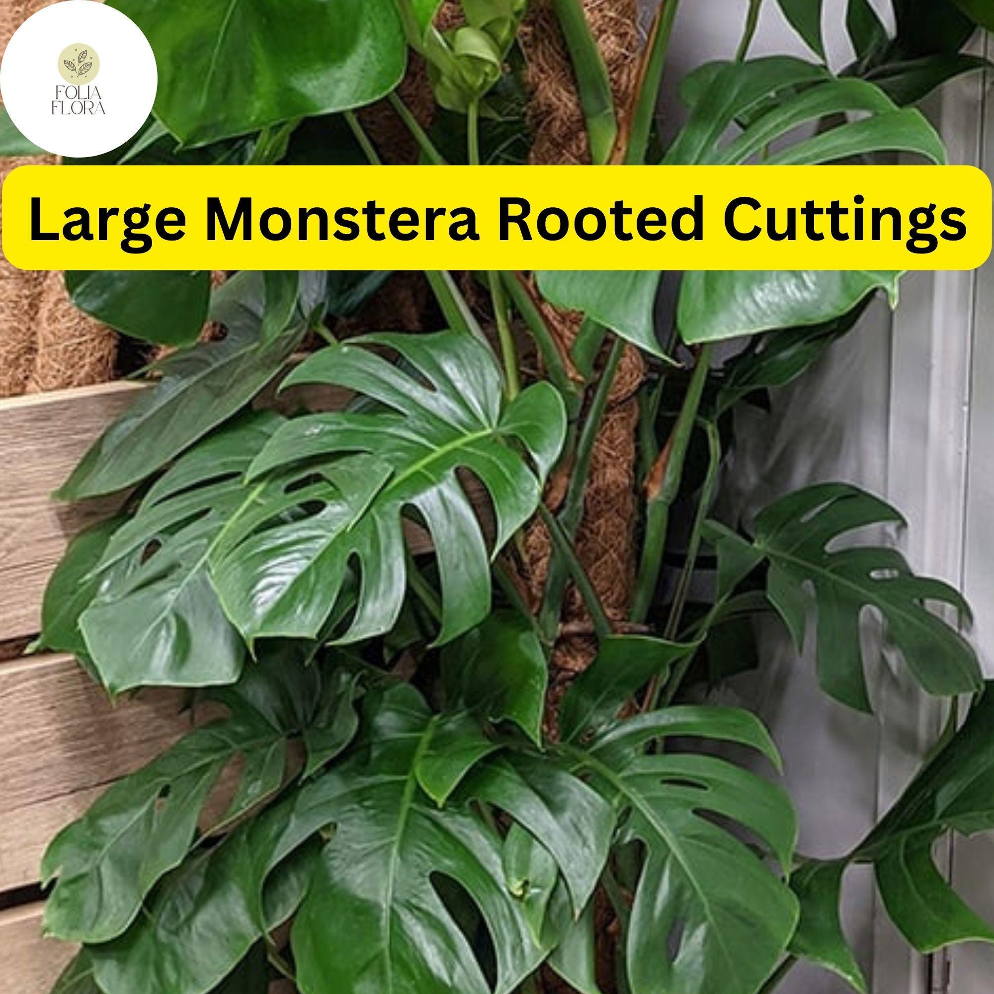 Large Monstera Deliciosa Rooted Cutting – Tropical Indoor Plant with Fenestrated Leaves, Easy Care, Indoor Decor, Philodendron
