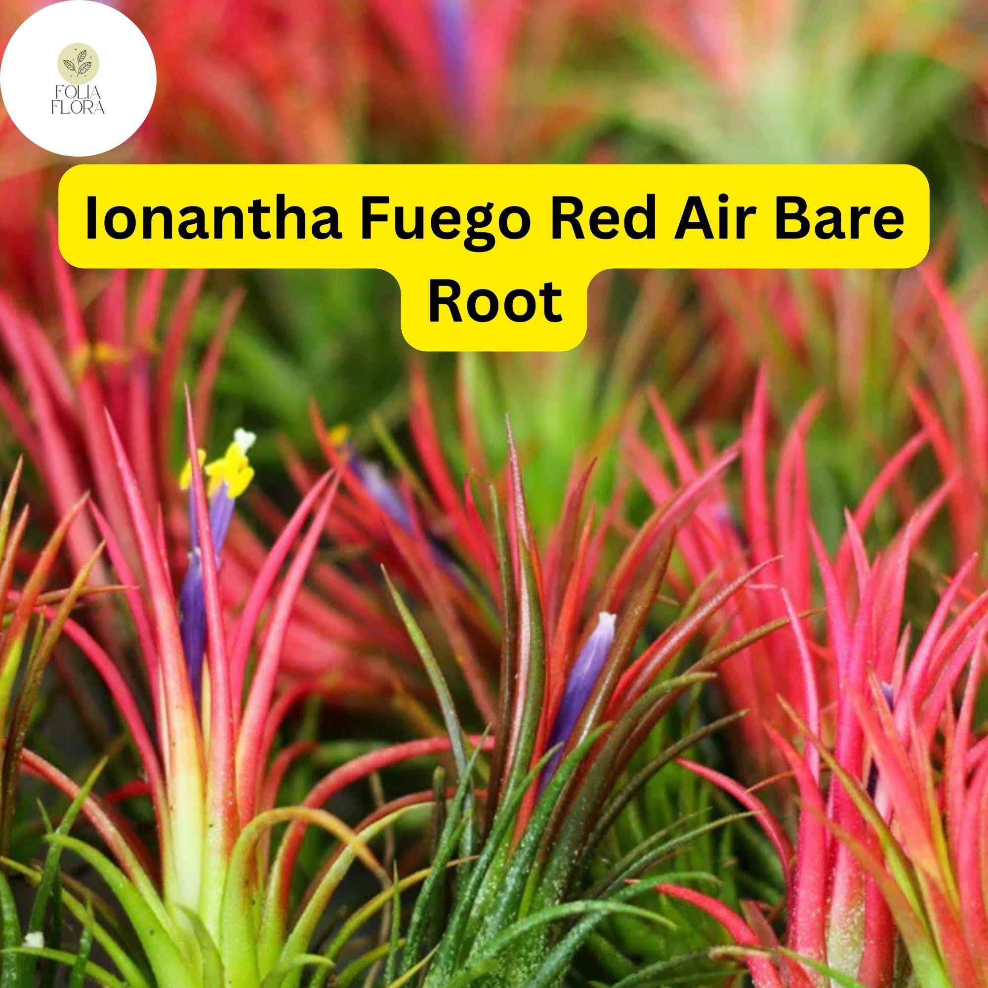 5 Bare Root Ionantha Fuego Red Air Plants – Exotic, Low Maintenance Tillandsia, Indoor Decor, Vibrant Red and Green Color