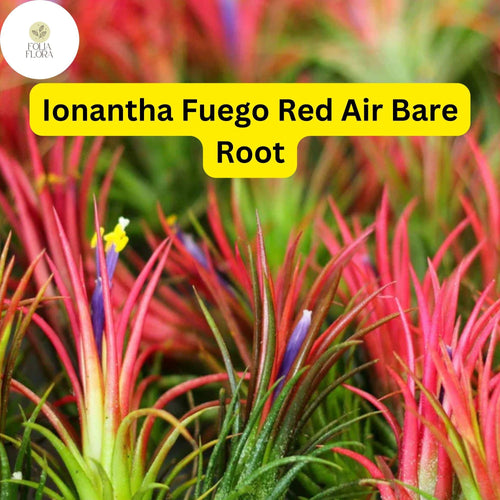 5 Bare Root Ionantha Fuego Red Air Plants – Exotic, Low Maintenance Tillandsia, Indoor Decor, Vibrant Red and Green Color