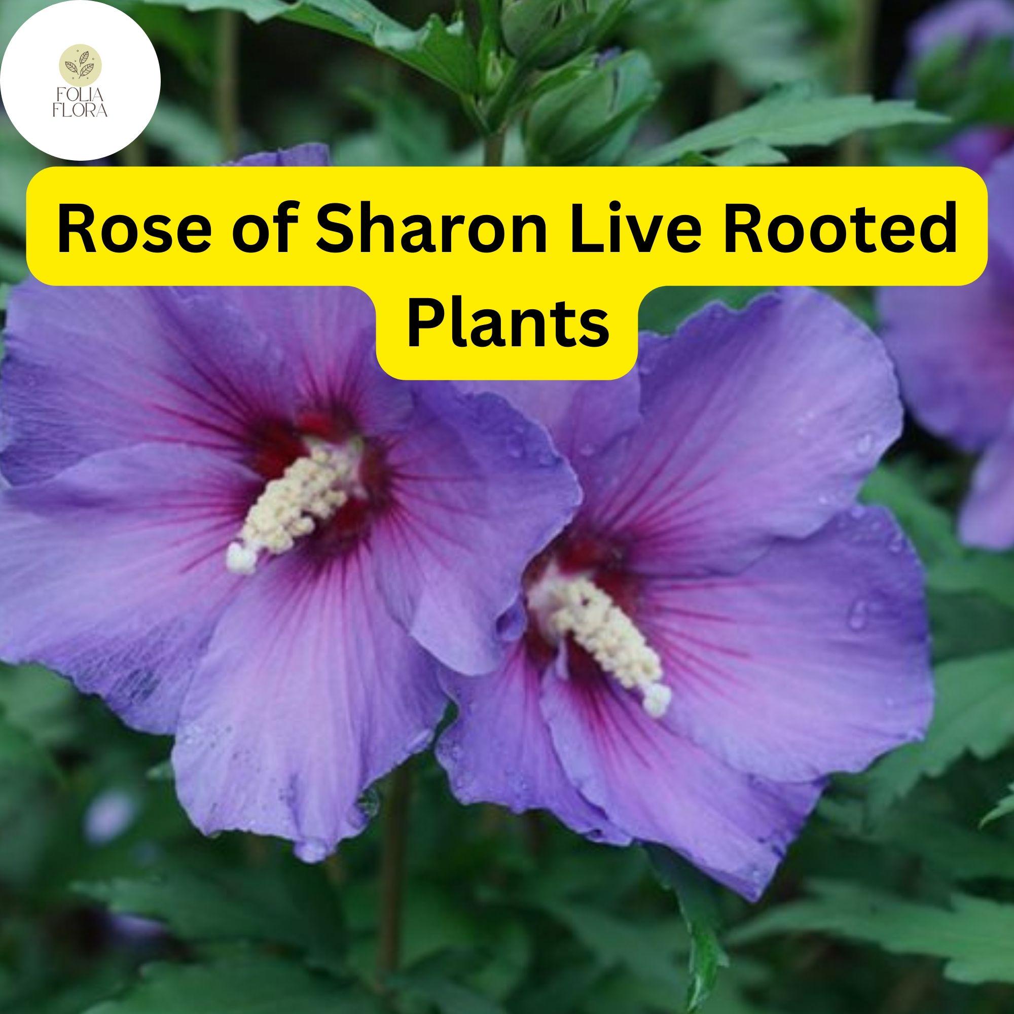 Organic Rose of Sharon Hibiscus Plants – Live Bushes with Roots, Pink, White & Purple Flowers, Hardy Perennials for Garden Beds & Containers